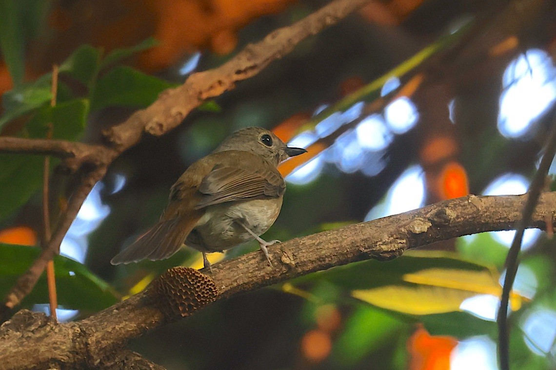 Hainan Blue Flycatcher - ML646509061