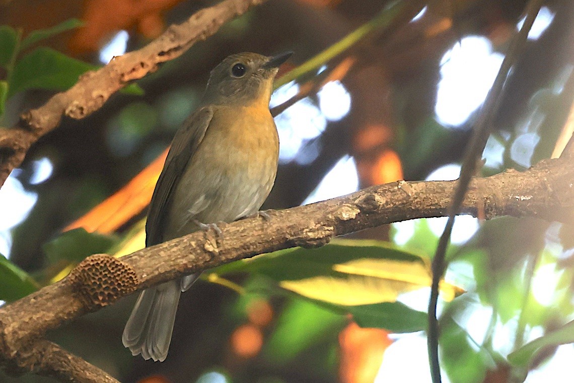 Hainan Blue Flycatcher - ML646509062