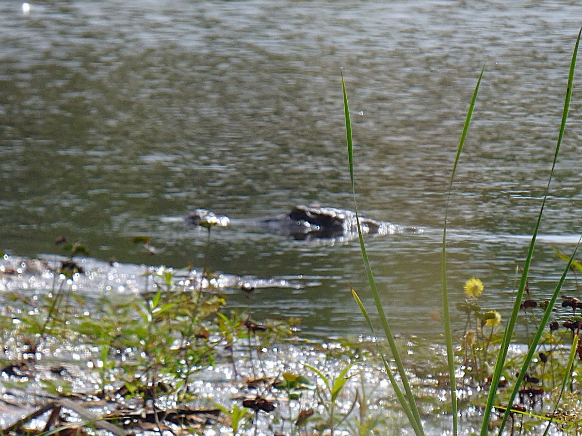 Reptiles - ML646509064