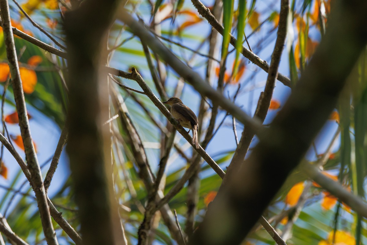 アカメチャイロヒヨ - ML646509065