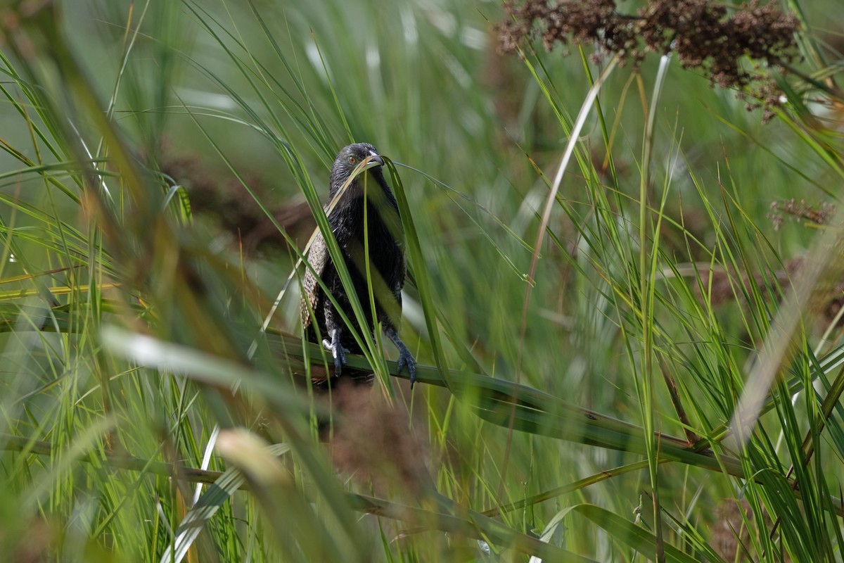 Pheasant Coucal - ML646509066