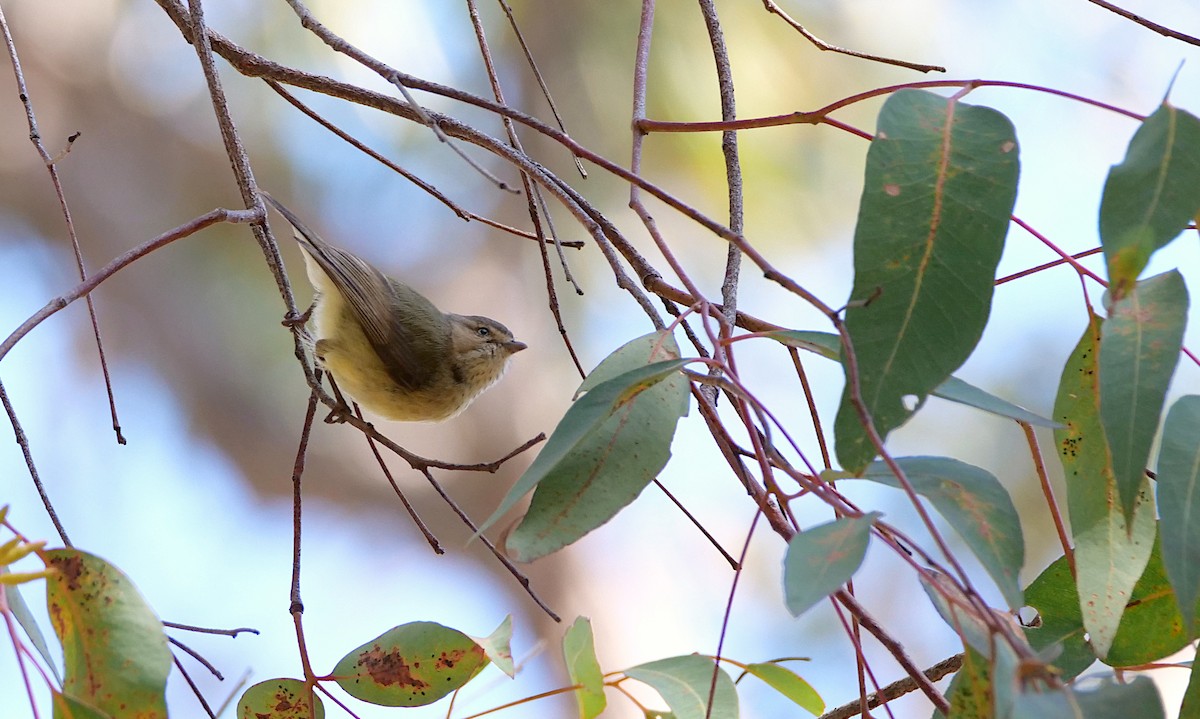 Weebill - ML646509067