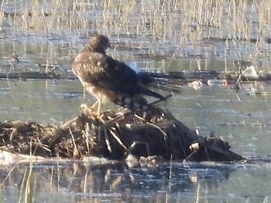 Northern Harrier - ML646509068