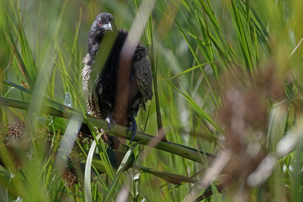 Pheasant Coucal - ML646509074