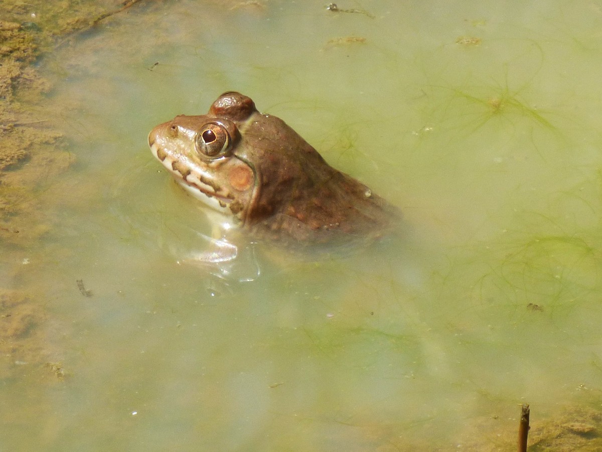 Amphibians - ML646509076