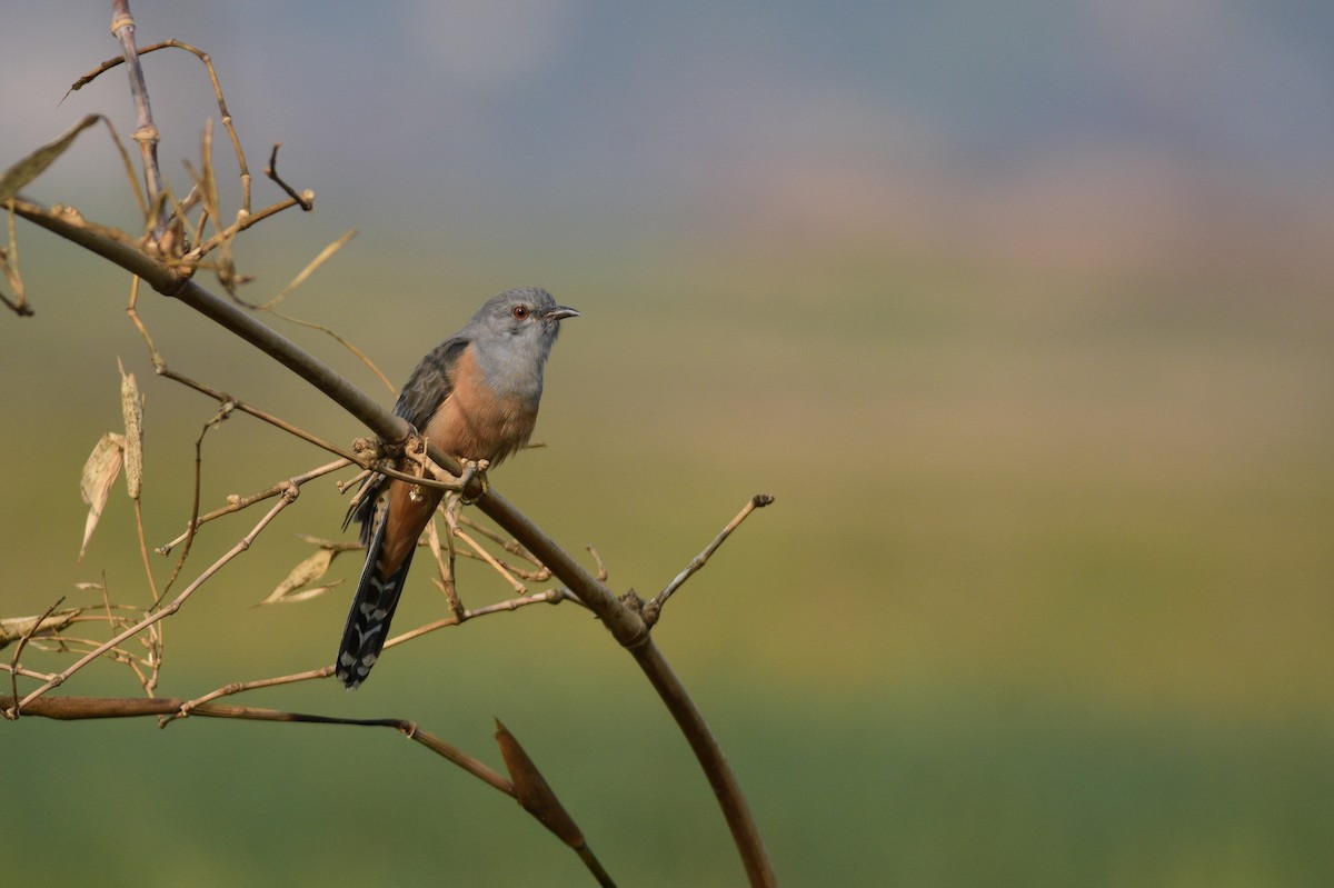 Plaintive Cuckoo - ML646509078