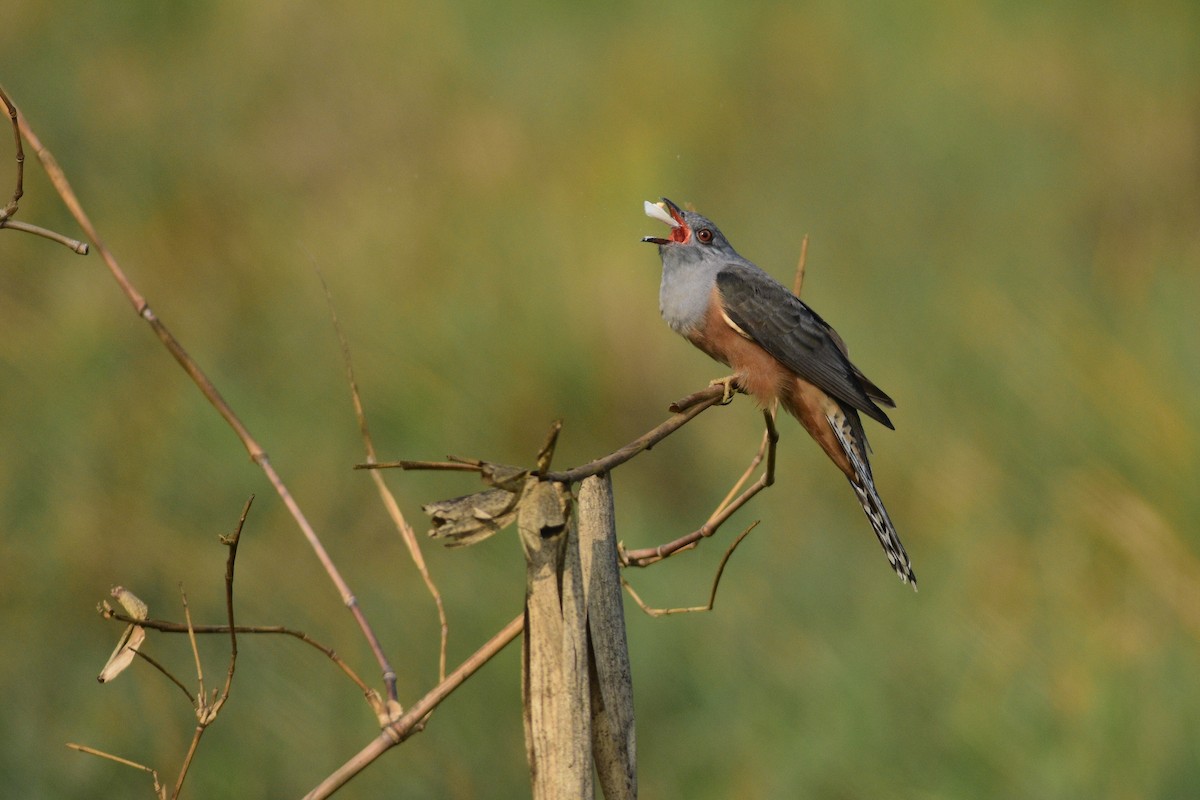 Plaintive Cuckoo - ML646509079