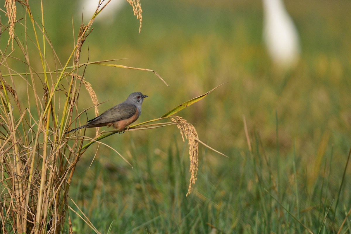 Plaintive Cuckoo - ML646509080