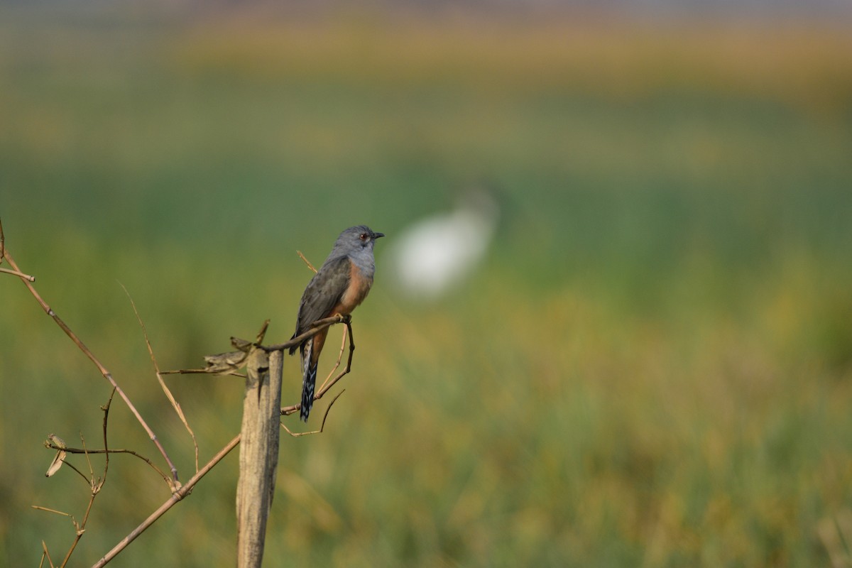 Plaintive Cuckoo - ML646509081