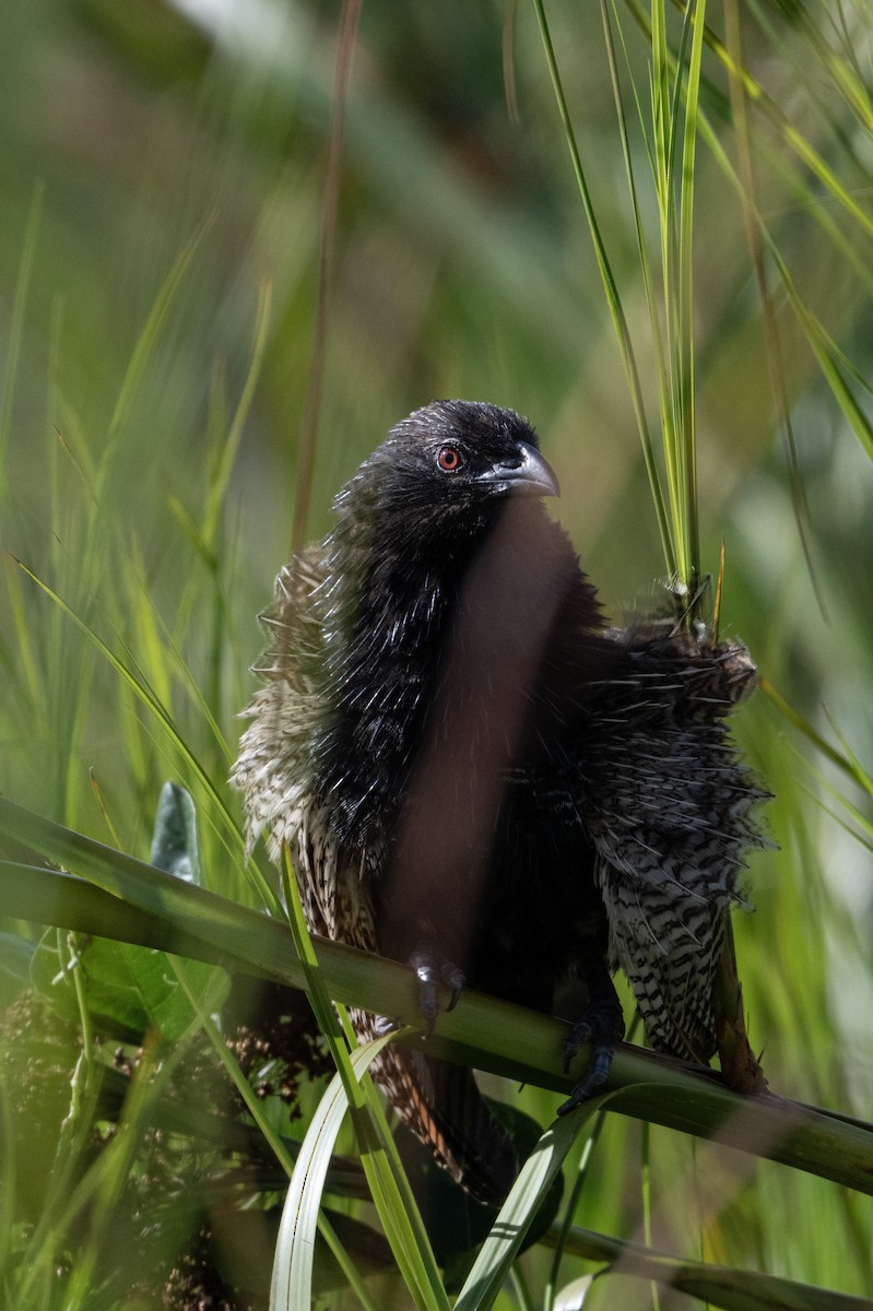 Pheasant Coucal - ML646509084