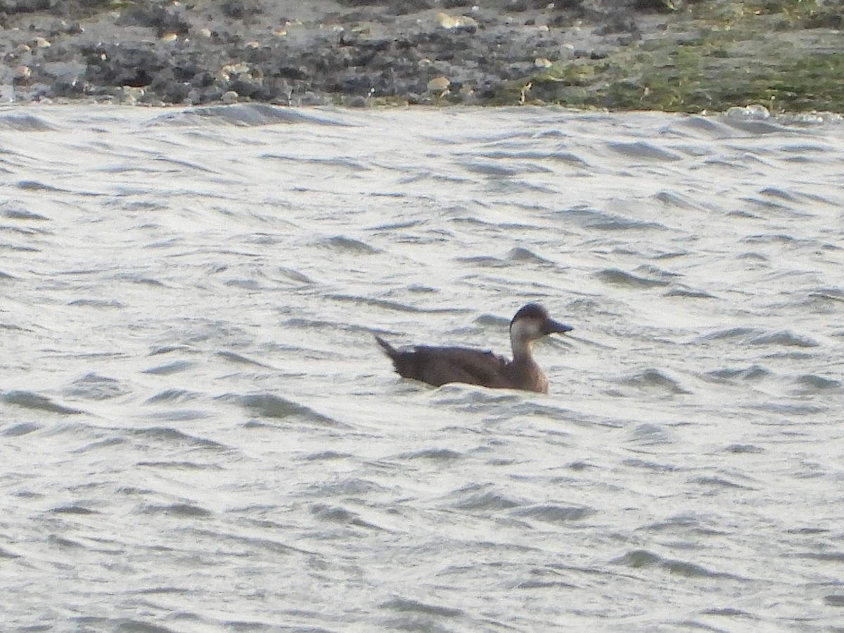 ヨーロッパクロガモ - ML646509085