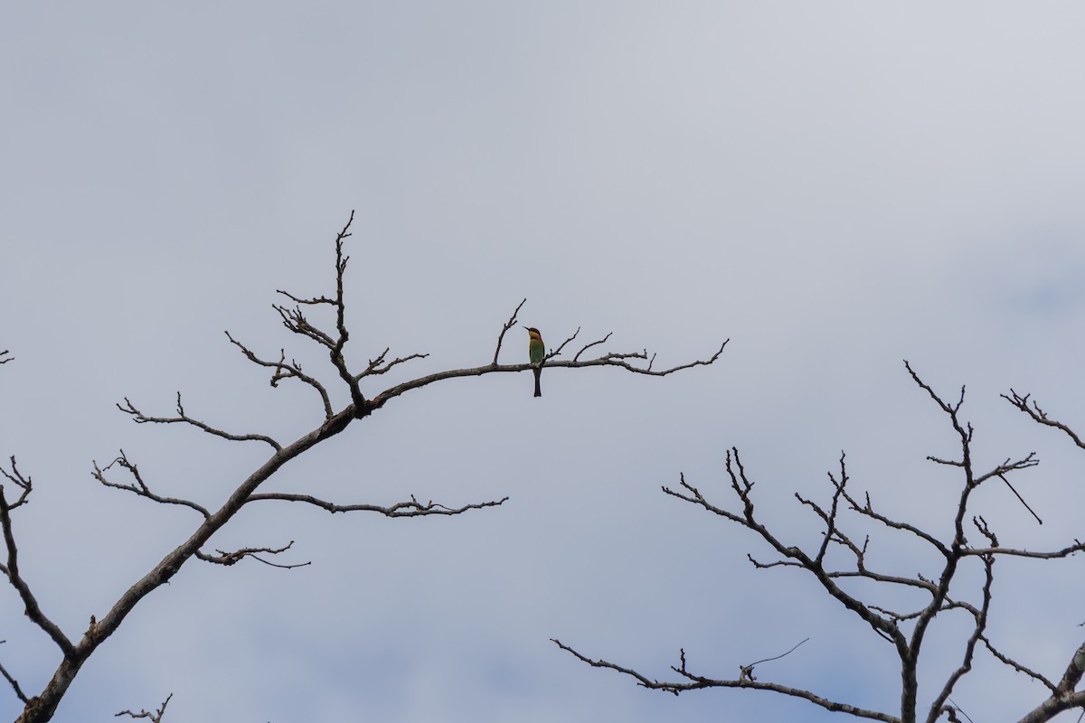 チャガシラハチクイ - ML646509086