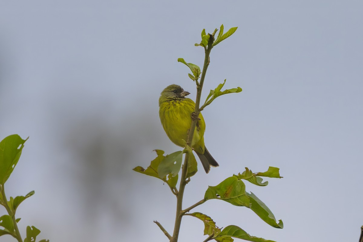 Serin est-africain - ML646509087