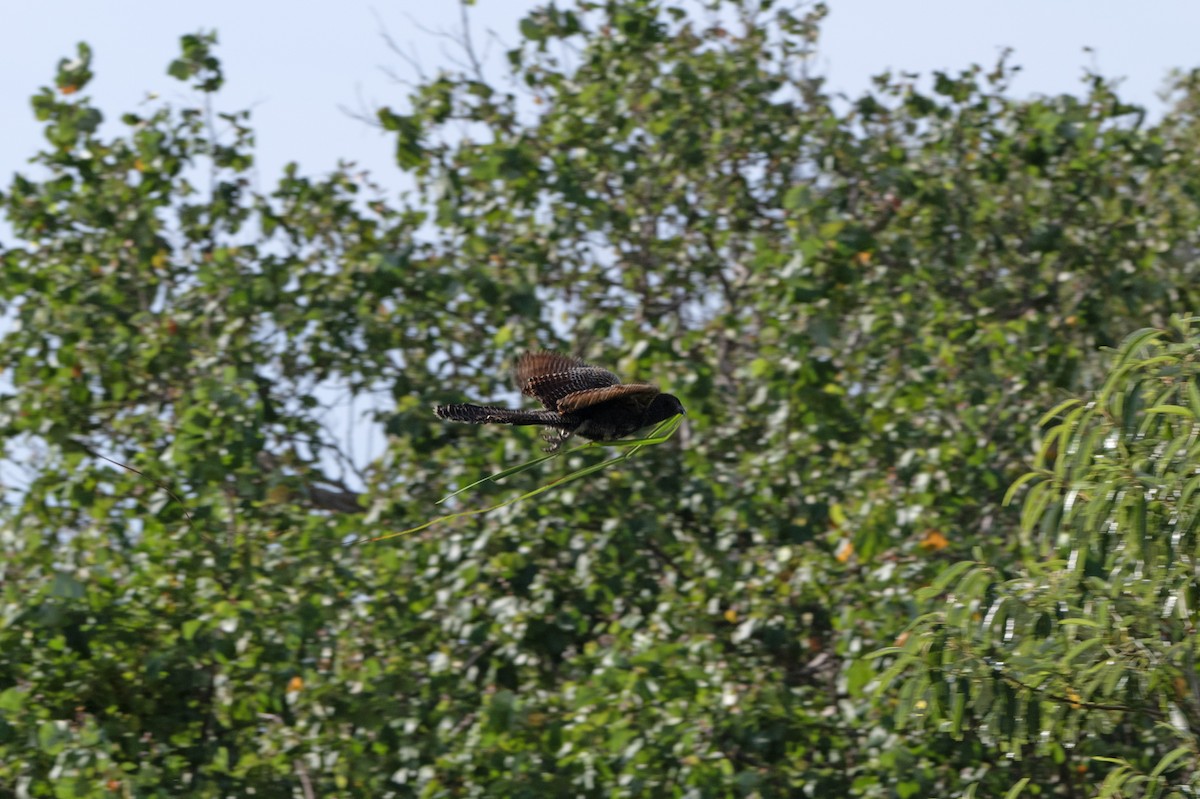 Pheasant Coucal - ML646509089