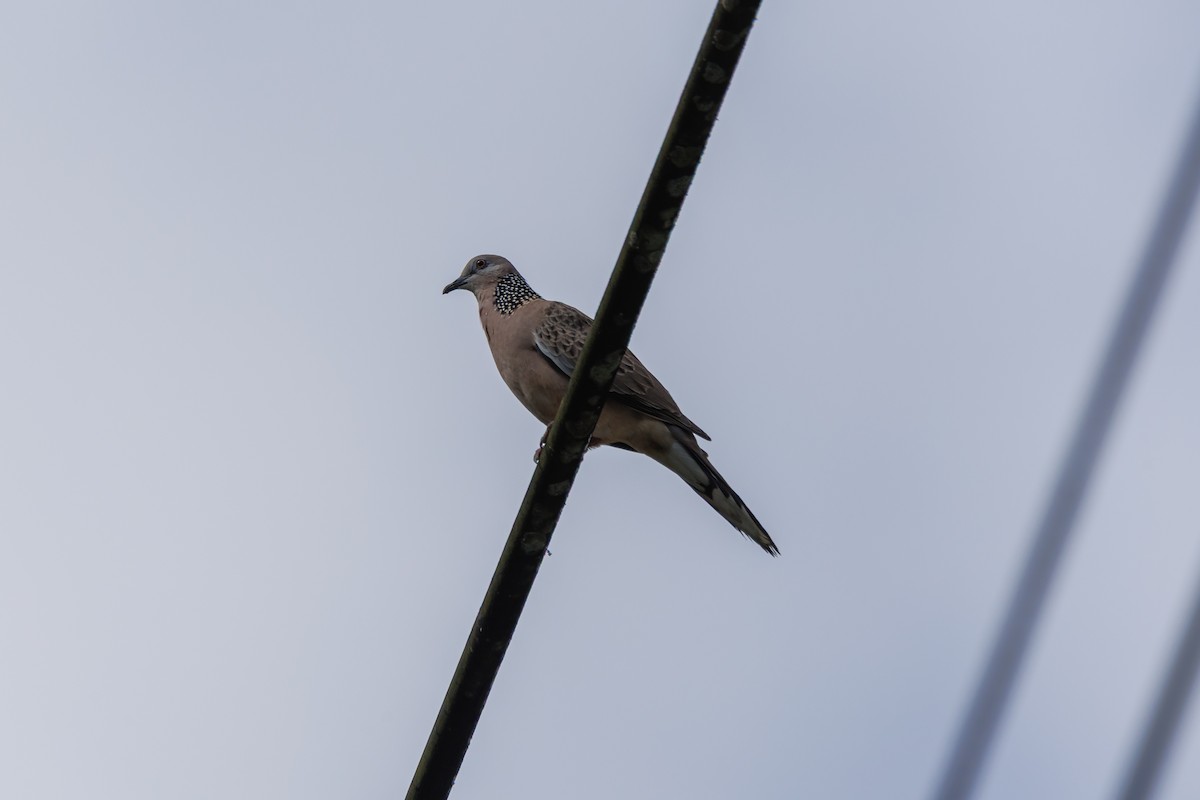 カノコバト（chinensis／tigrina） - ML646509091