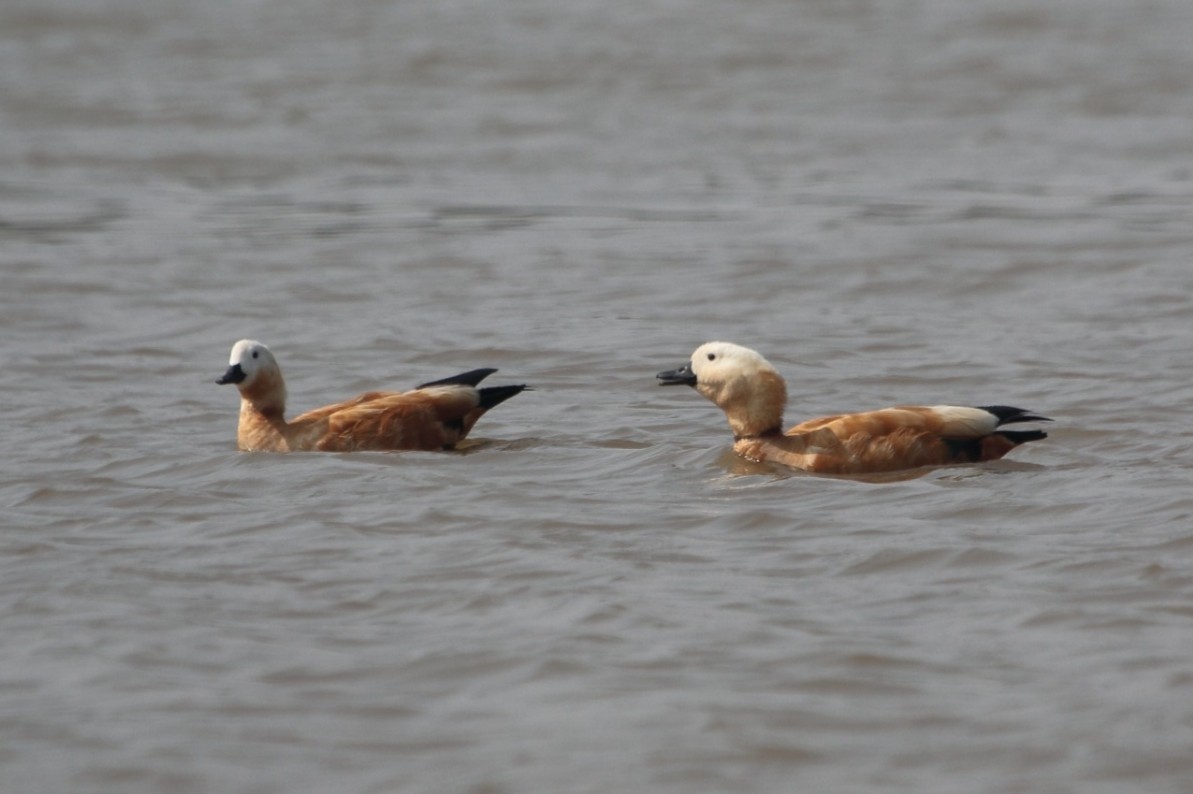 Tadorne casarca - ML646509092