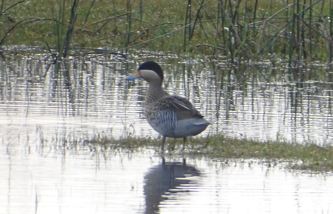 Чирянка чорноголова - ML646509093