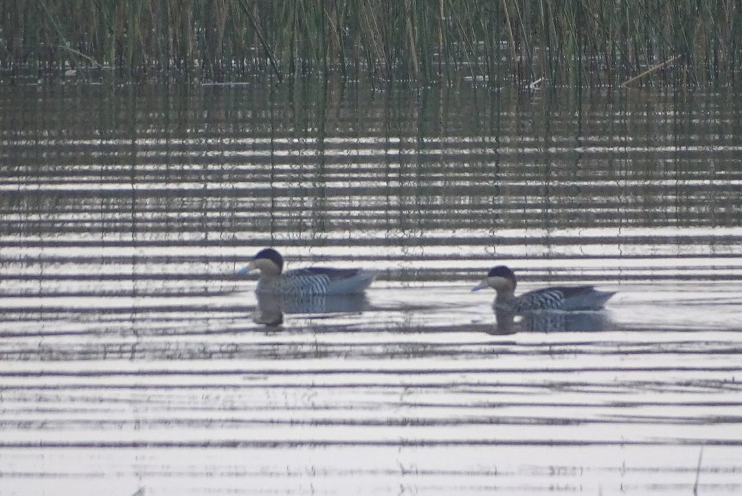 Чирянка чорноголова - ML646509094