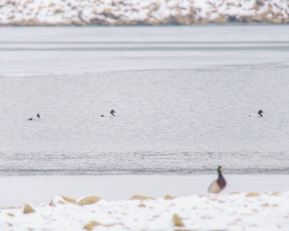 Canvasback - ML646509095