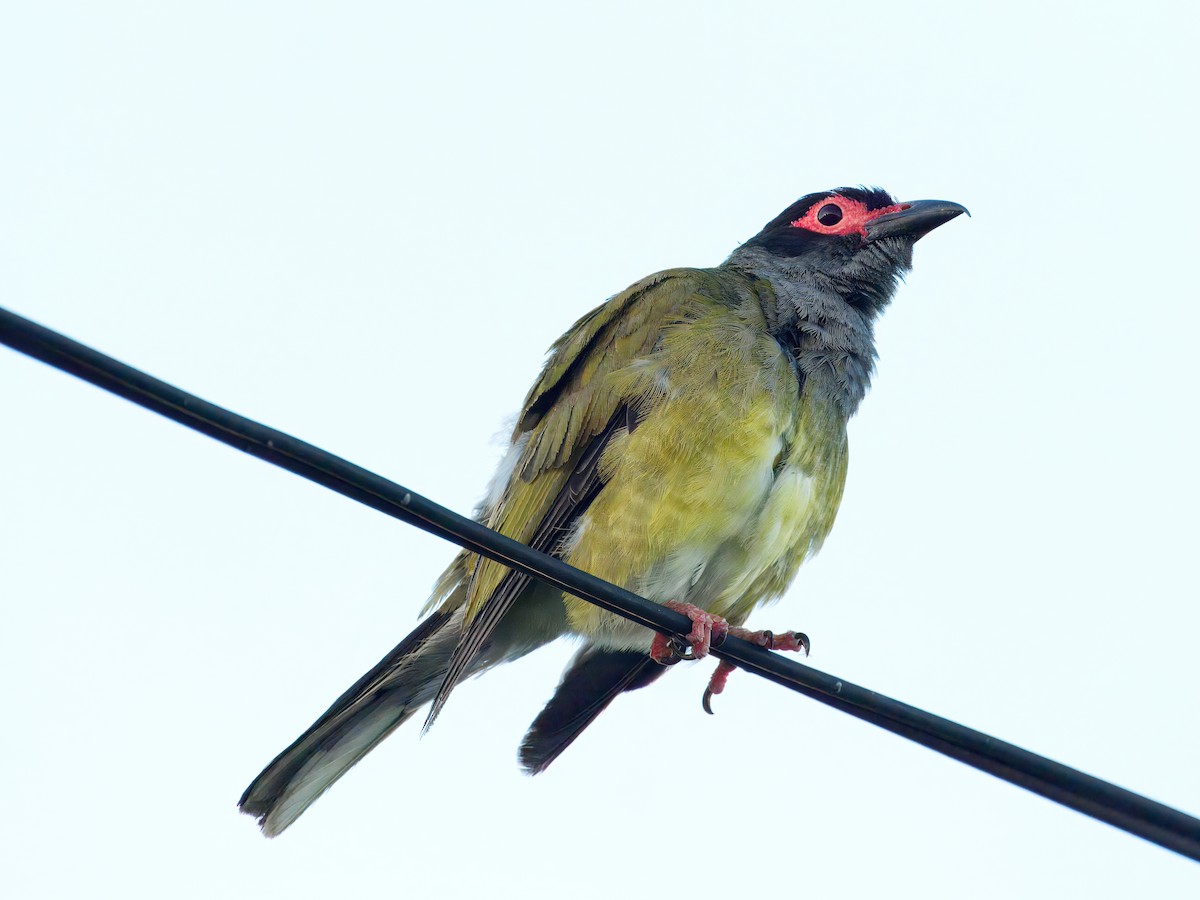 Зелёная инжирница - ML646509096