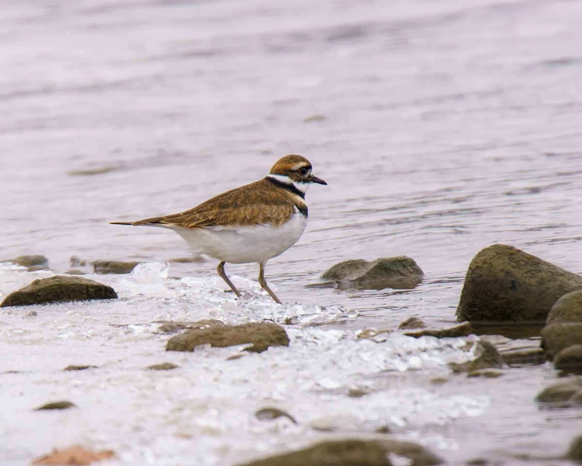 Killdeer - ML646509098