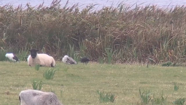 Коровайка бура - ML646509103