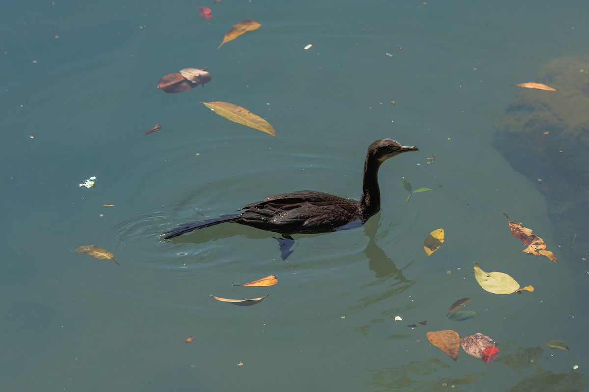 アジアコビトウ - ML646509104