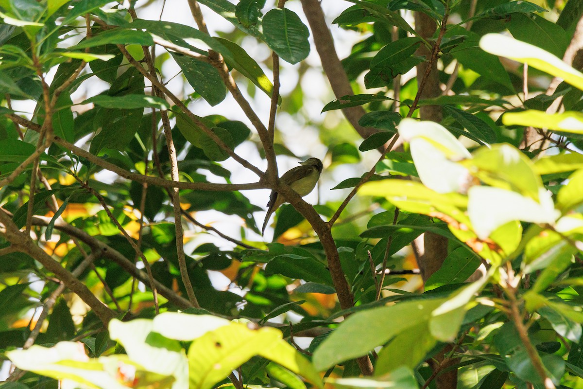 オリーブヒヨドリ - ML646509105