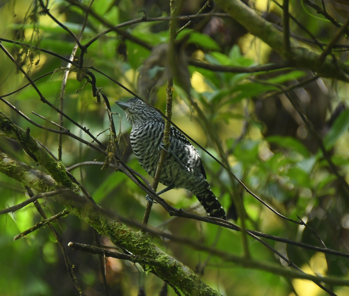 Barred Antshrike - ML646509106