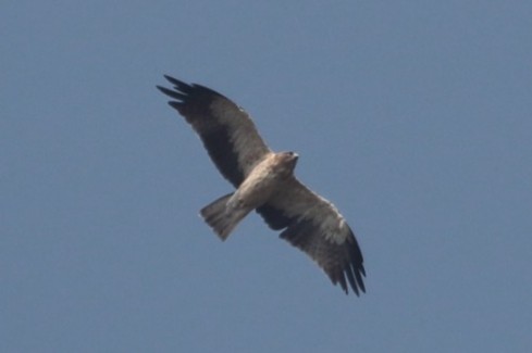 dvergørn - ML646509108