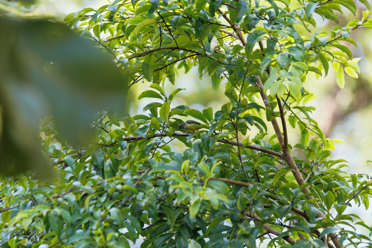 オレンジハナドリ - ML646509109