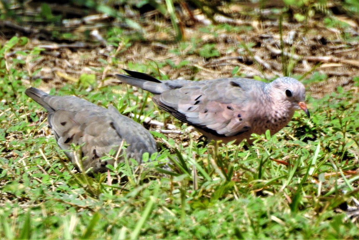 Common Ground Dove - ML64650911