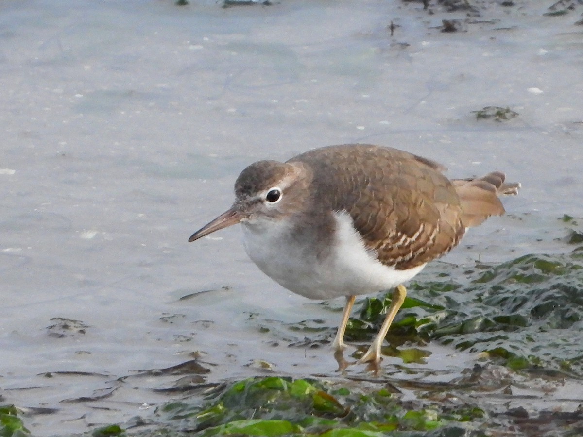 Kuliska orbanduna - ML646509110