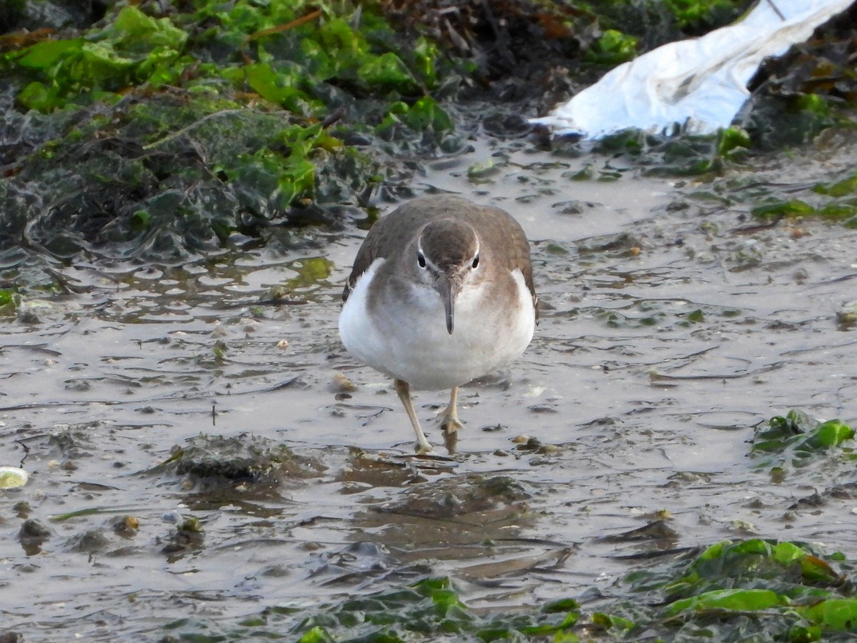 Kuliska orbanduna - ML646509111