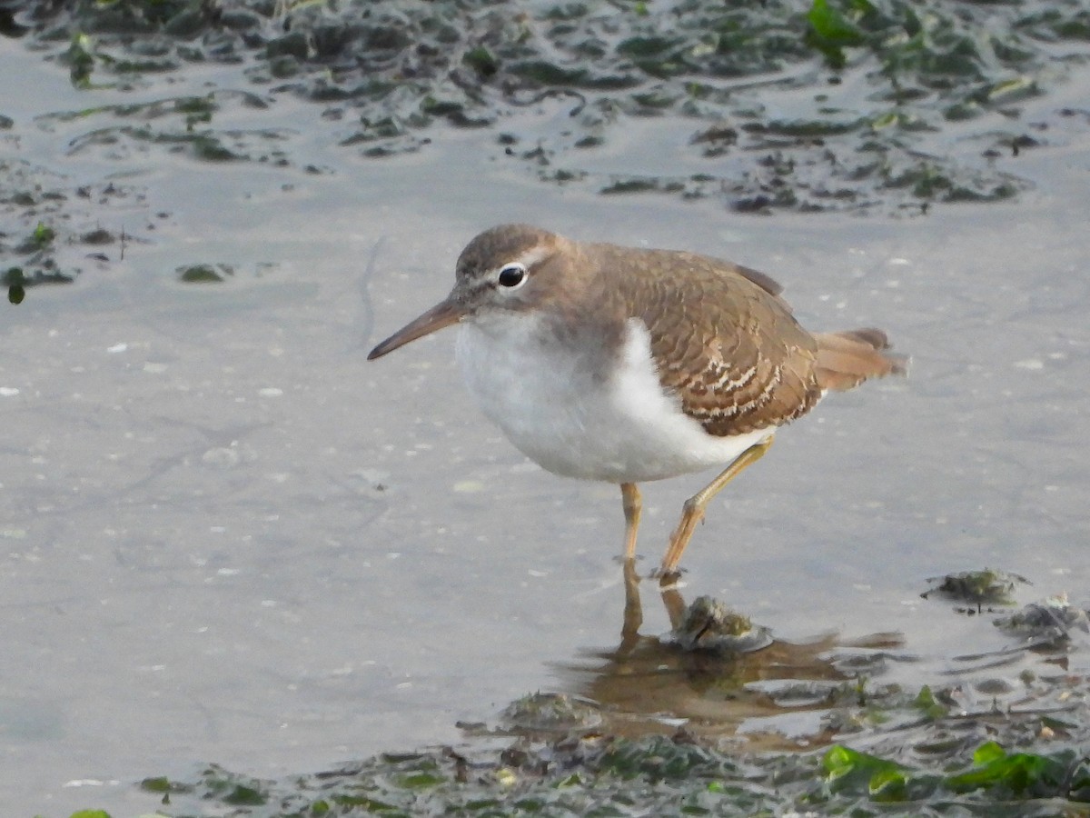 Kuliska orbanduna - ML646509112