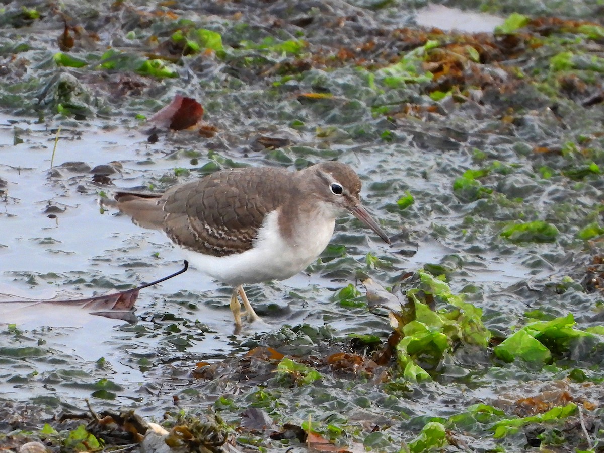 Kuliska orbanduna - ML646509113