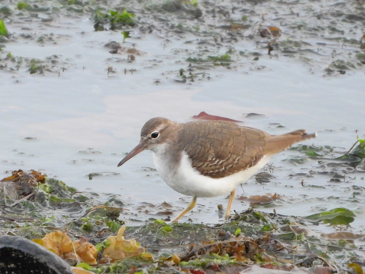 Kuliska orbanduna - ML646509114