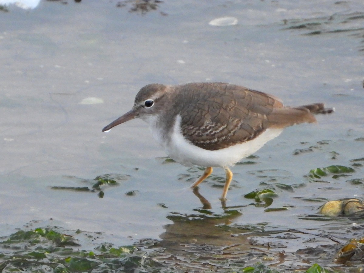 Kuliska orbanduna - ML646509115