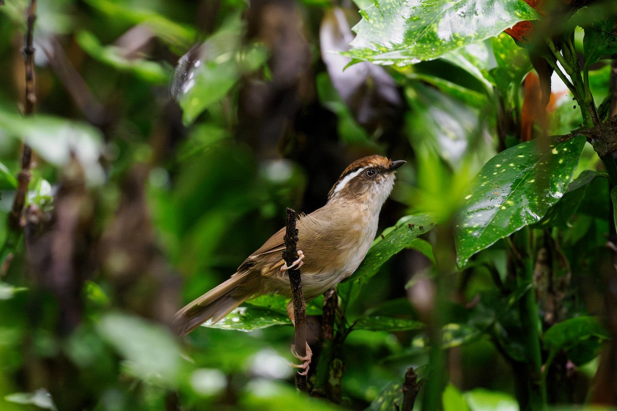 Ржаволобая альциппа - ML646509116