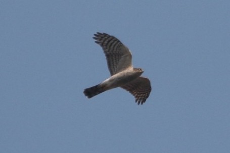 Épervier d'Europe - ML646509117