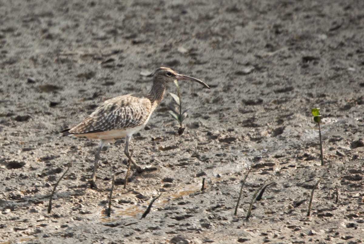 Eurasian Curlew - ML646509121