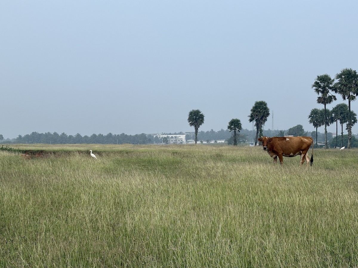 Eastern Cattle-Egret - ML646509122