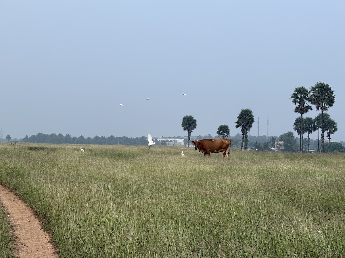 Eastern Cattle-Egret - ML646509123