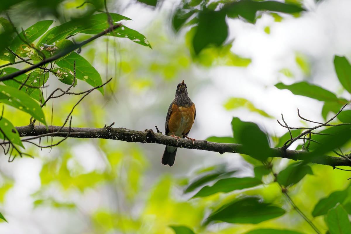 Black-breasted Thrush - ML646509124