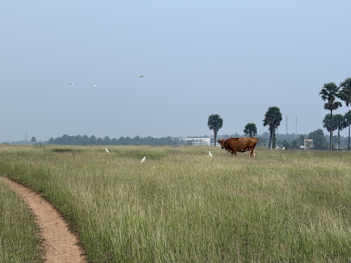 Eastern Cattle-Egret - ML646509125