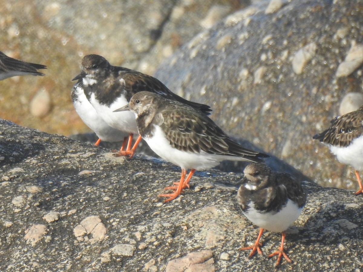 キョウジョシギ - ML646509126