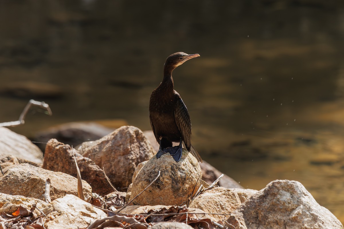 アジアコビトウ - ML646509130