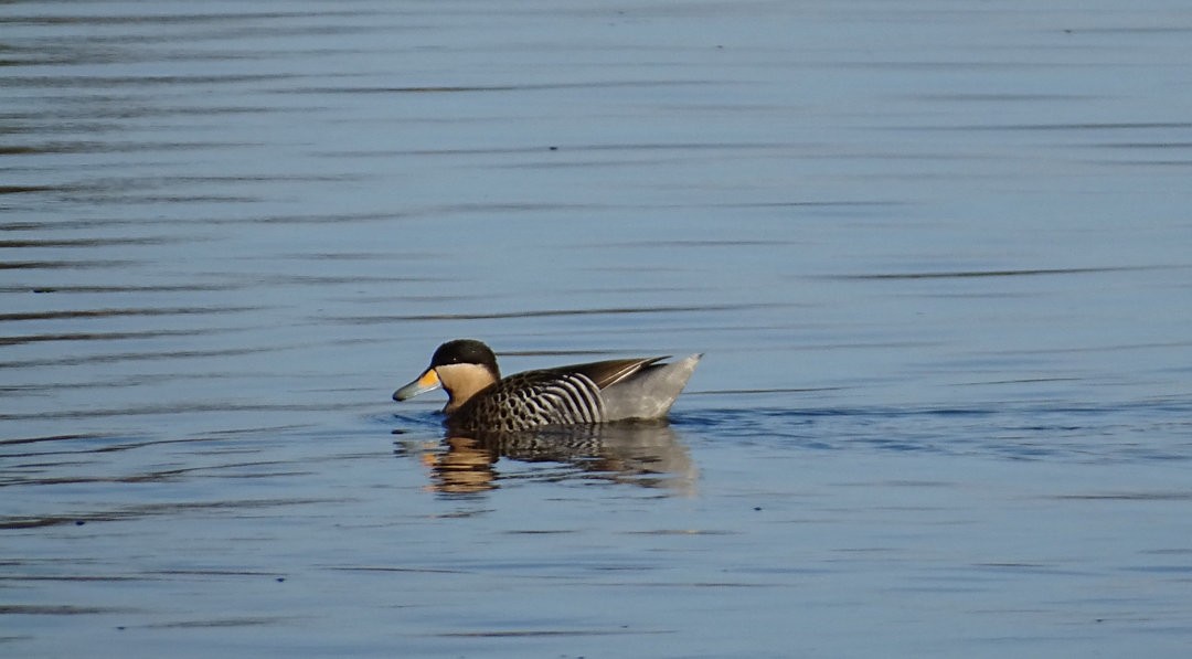 Чирянка чорноголова - ML646509131