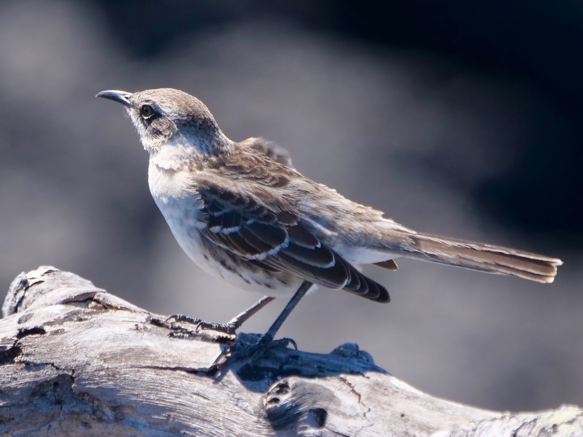 Galápagosspottdrossel - ML646509133