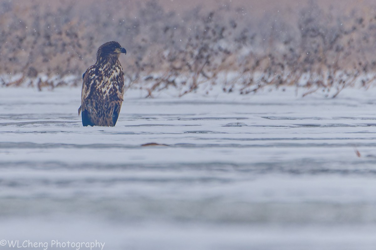 Seeadler - ML646509134